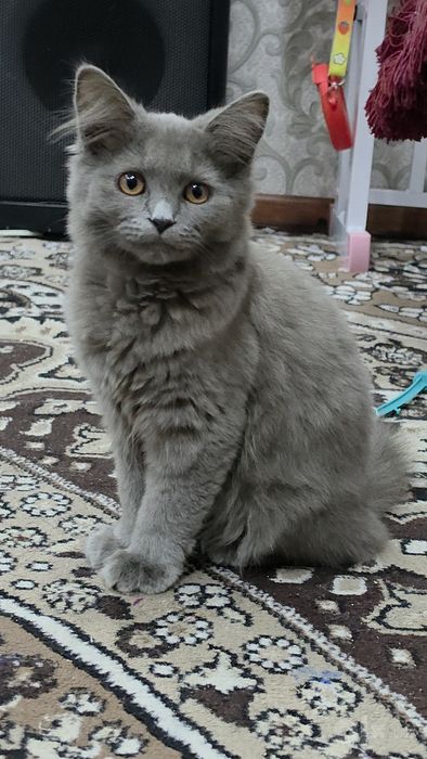 Britanskiy Mishuk sotiladi