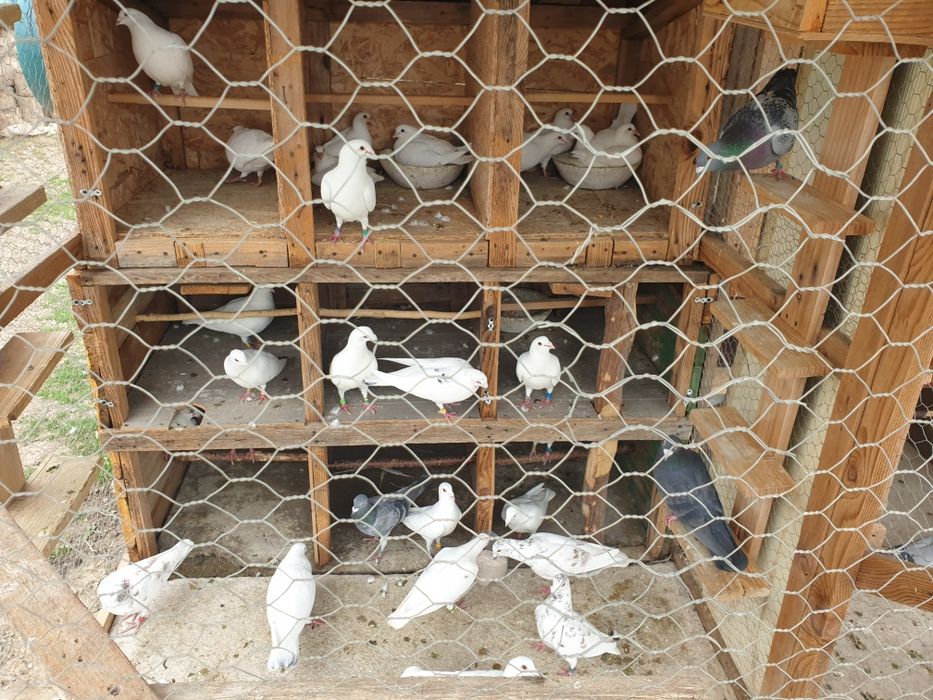 Prumbei voiajori si infoiati albi