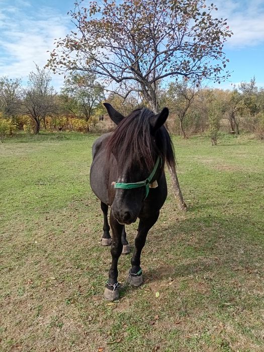 Vind iapà cuminte gestalt virstà8 ani