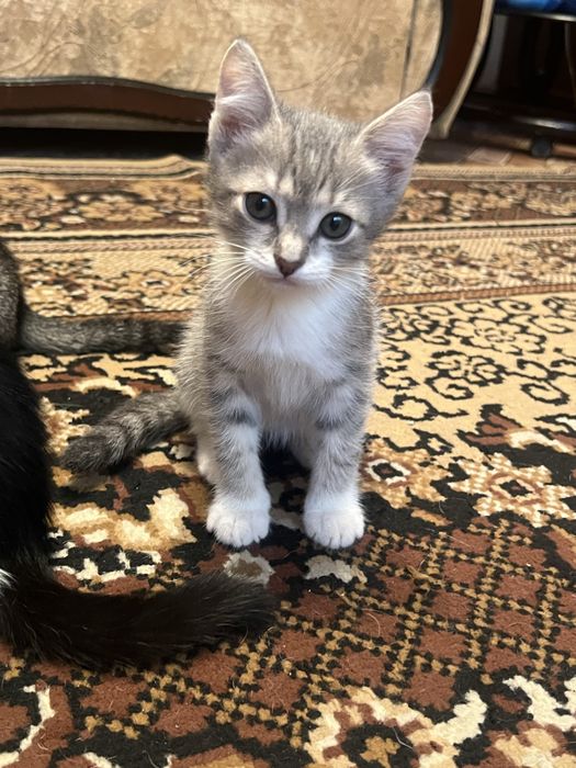 Котята все довочки. 27 июля родились .