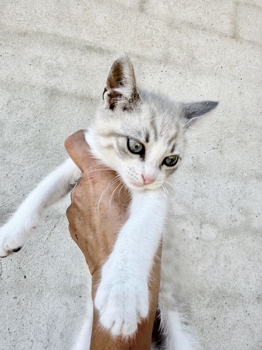Котенце на 3 месеца, мъжко,  бирманче