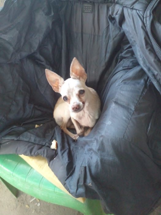 Пропала собака пинчер..