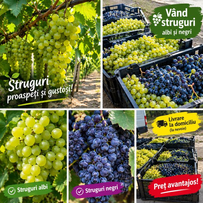 Vând struguri de vin cantități mari producții 2026