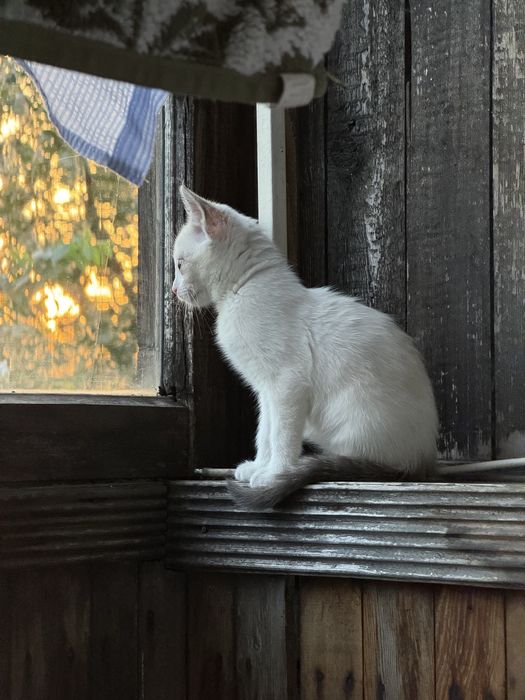 Отдам кошечку в добрые руки
