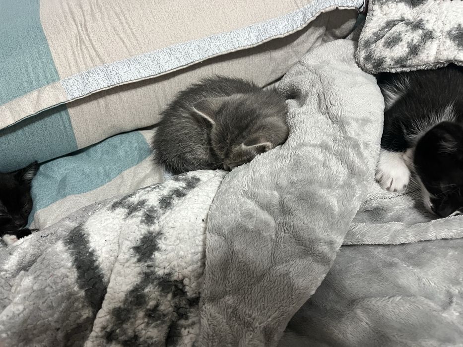 Котята срочно ищют дом