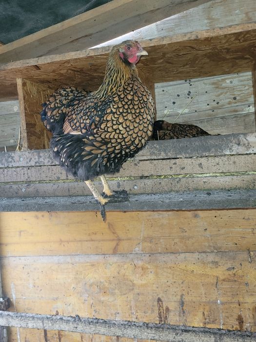 Ouă pentru incubat wyandotte GSG