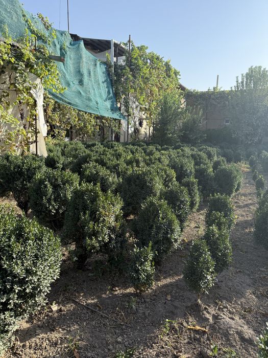 Shamshod шамшод дла декаратци