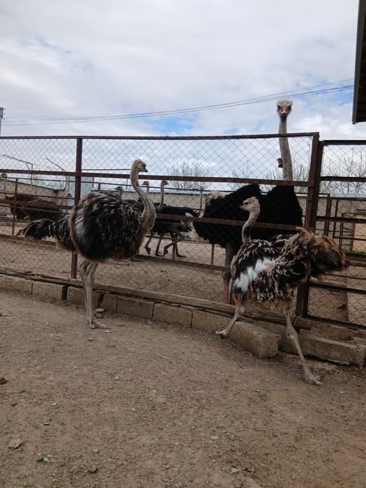 Страусы. Туякуш жужалари