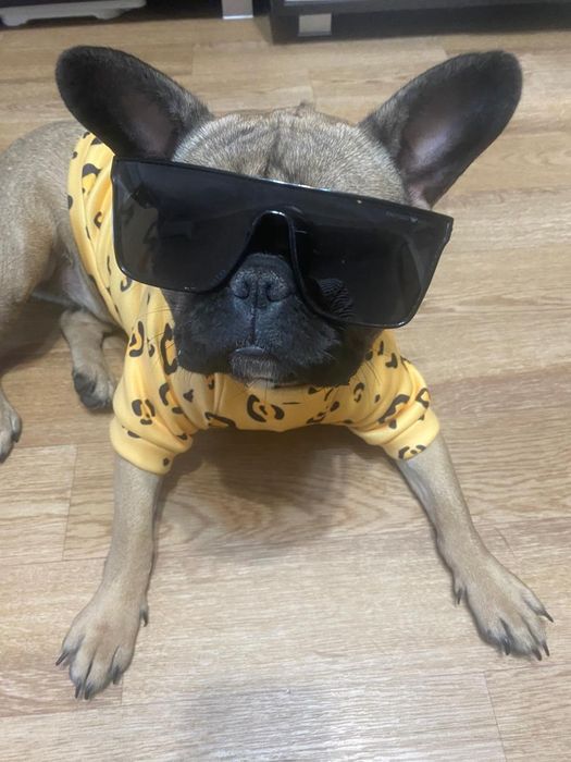 Девочка французского бульдога ищет жениха.