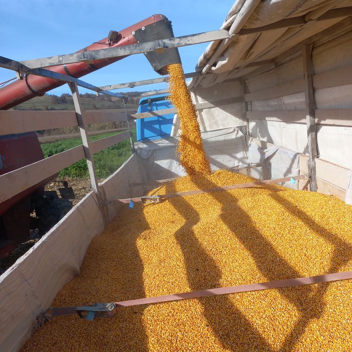 Porumb,grau orz,mazare,uruiala,tarate,floarea soarelui