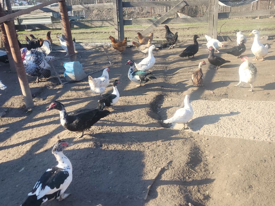 Vând păsări unele de rasa