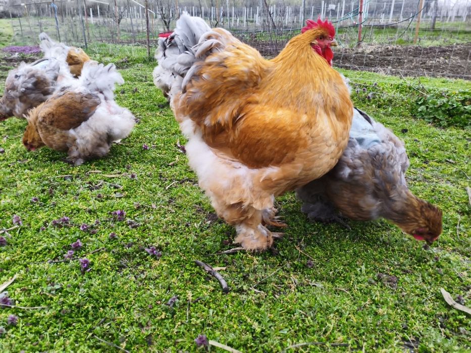 Ouă Cochinchina uriaș pentru incubat