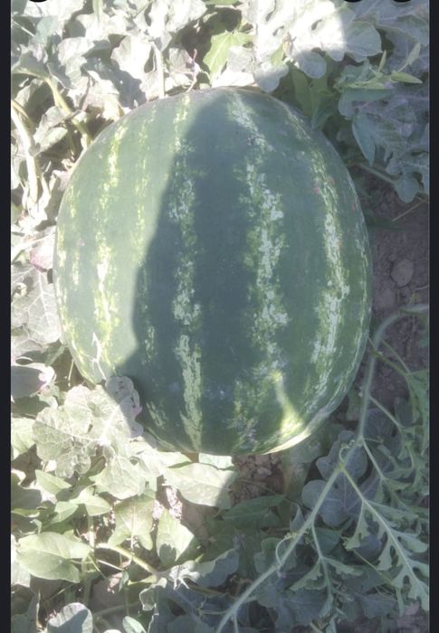 Продам арбузы с поля