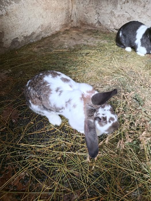 Iepuri (Femele amândouă)tinere de 1 an