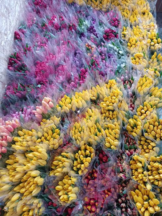 Тюльпаны на 8марта