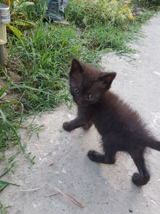 Подарявам малки котета
