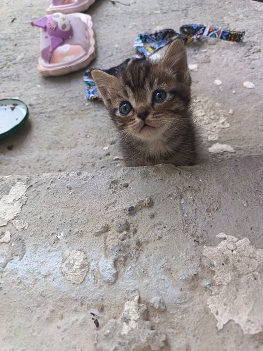 Котята бесплатно