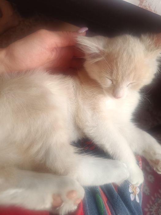 Отдам даром котёнка