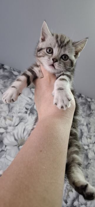 Шотландские котята короткошерстные