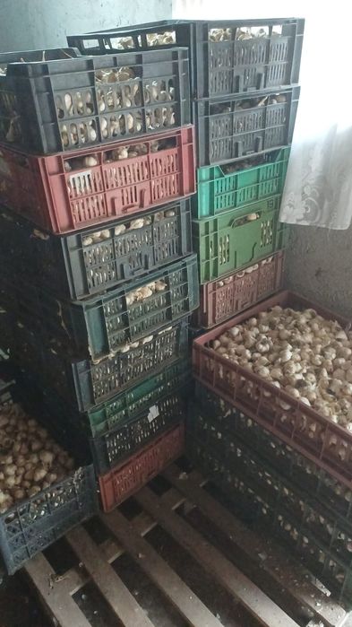 Vând usturoi romanesc