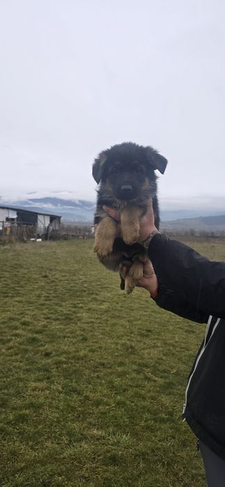 Свободни Немски Овчарки