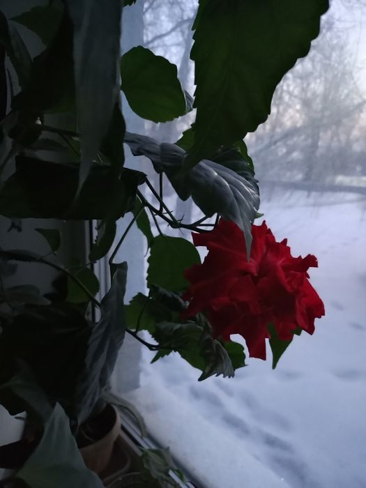 Гибискус китайская роза