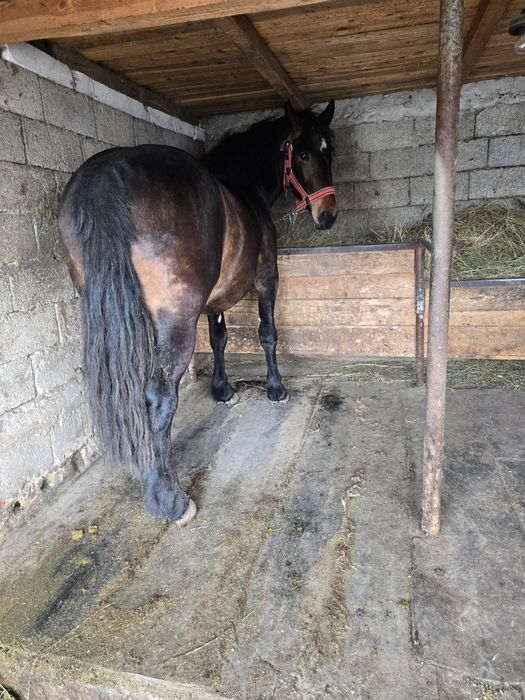 Manza semigreu de vânzare