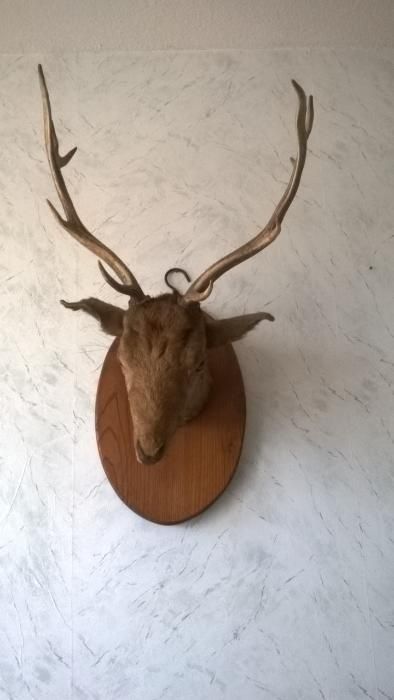 Продавам еленови рога