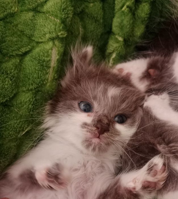 отдам игривых котят