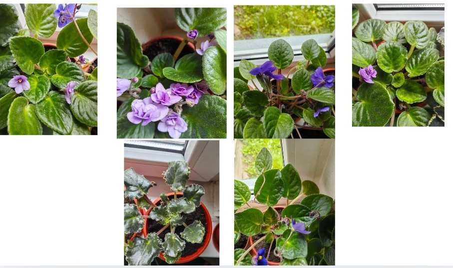 Фиалки комнатные цветы