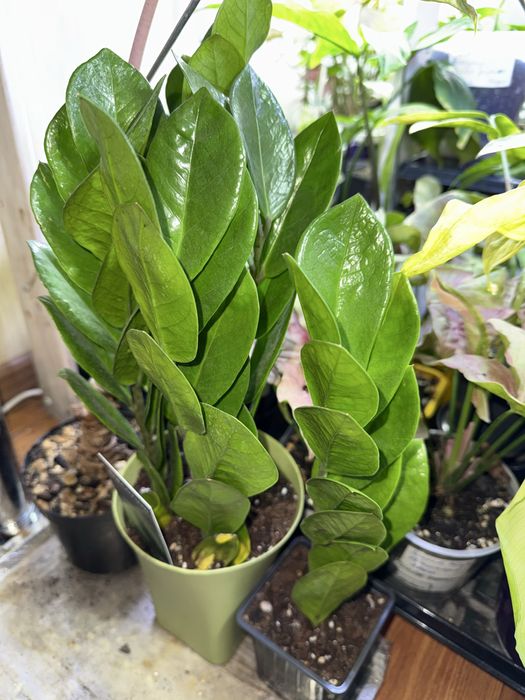 Замиокулькас ( Долларовое дерево)