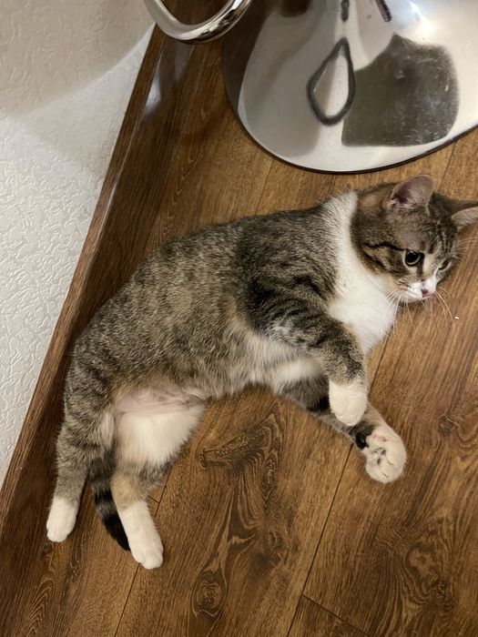 Кошка в очень хорошие руки