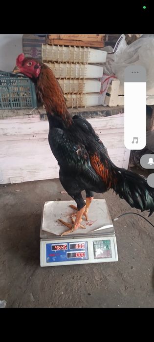 Апрелни жужаси гирачи сотилади