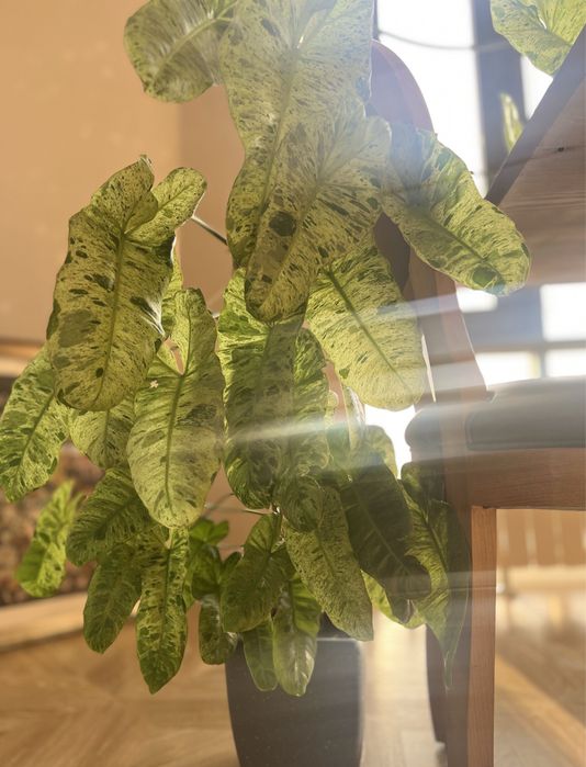 Филодендрон параисо верди