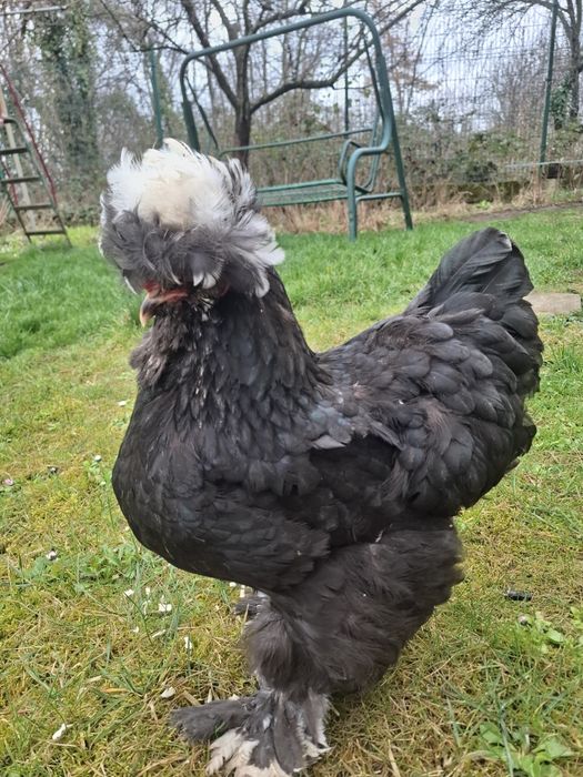 Струмски стандарт яйца