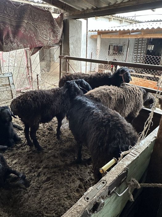 Қошқар Бараны Овцы