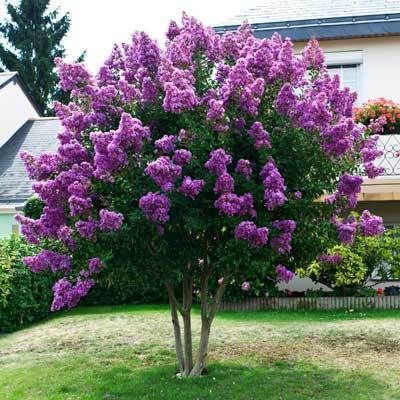 Liliac indian rosu Lagerstroemia roz violet alb