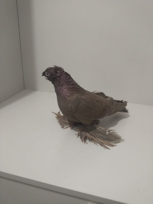 Голубы двухшубые