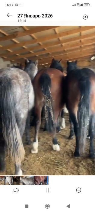 Продам лошадей Россия (Абакан)