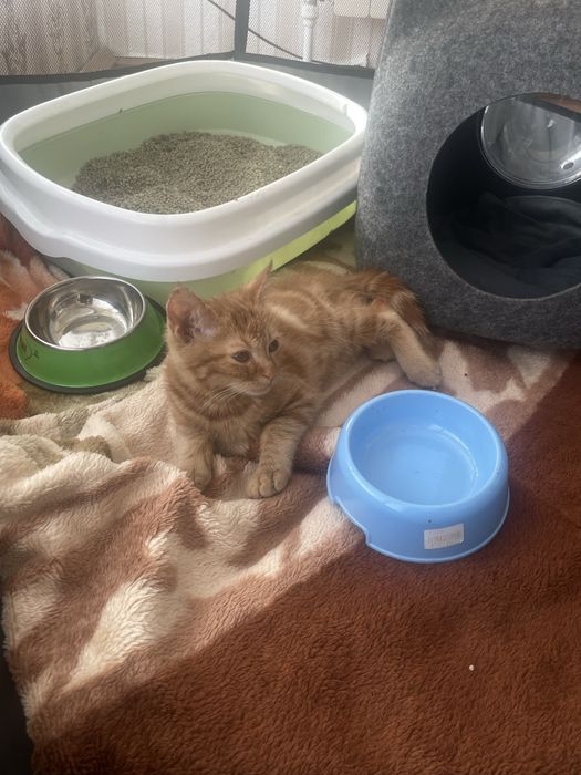 Iki oylik mushuk hama narsasi ichida parodasi visla uxiy rangi sariq.