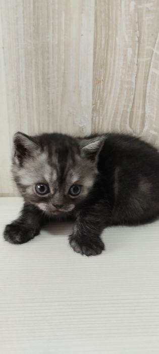 Котята шотландские