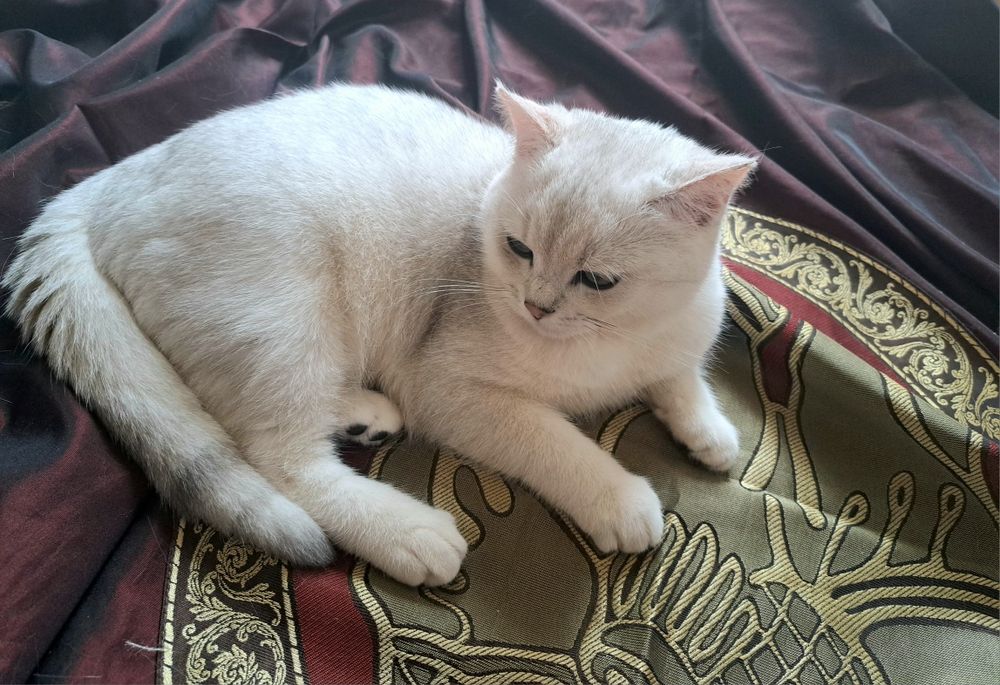 Шотландско котенце