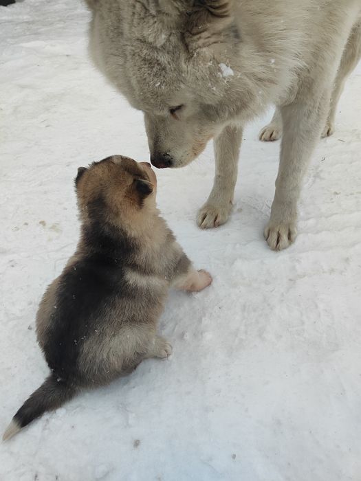 Продам щенков хаски