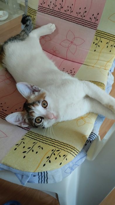 Предлагам хубаво котенце