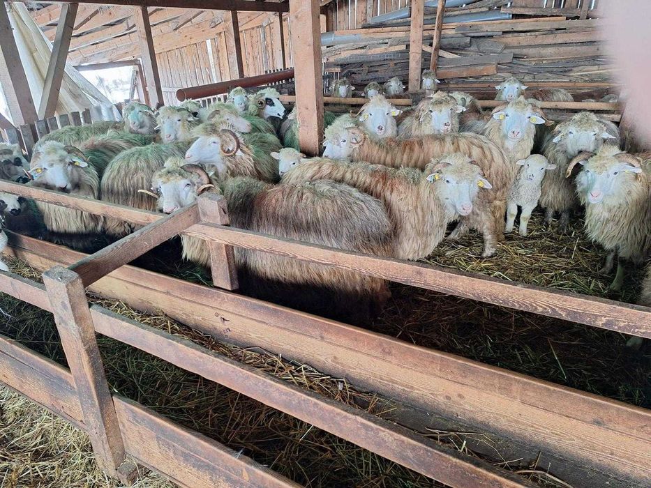 100 Oi bale jumătate fatate