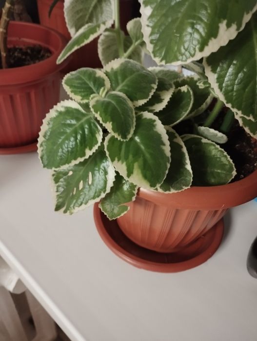 Мята комнатный цветок