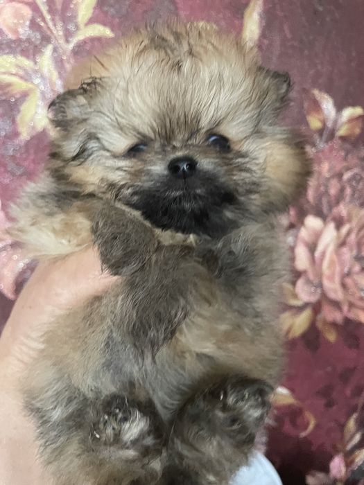 Детки шпица