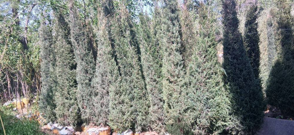 Ko'chatlarimiz bor Toshkent rohat posti oldida