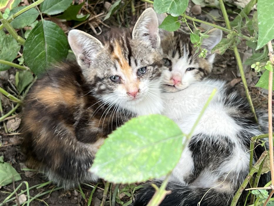 Отдам котят добрым людям