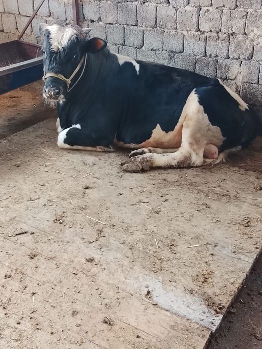 Бұқа сатылаады срочно